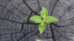 Climate change and the educational tools of the GET UP AND GOALS! Project